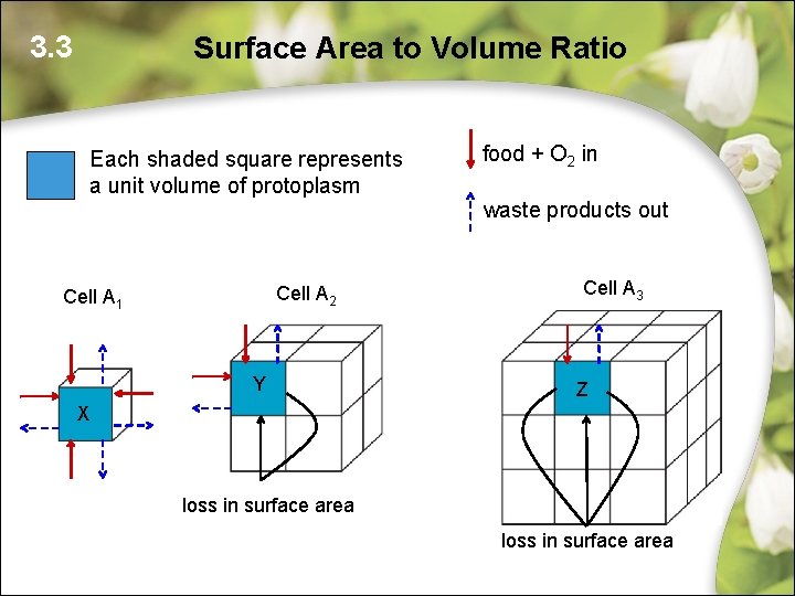 3. 3 Surface Area to Volume Ratio Each shaded square represents a unit volume 3. 3 Surface Area to Volume Ratio Each shaded square represents a unit volume