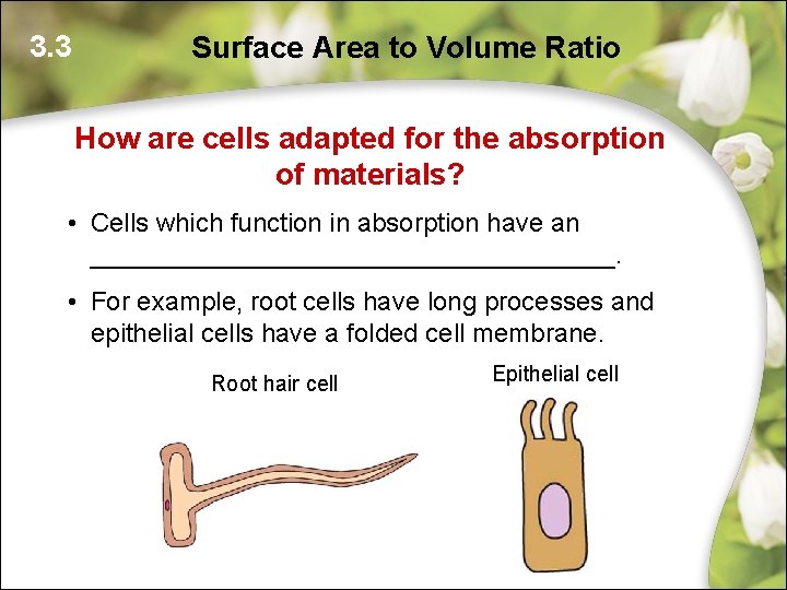 3. 3 Surface Area to Volume Ratio How are cells adapted for the absorption 3. 3 Surface Area to Volume Ratio How are cells adapted for the absorption