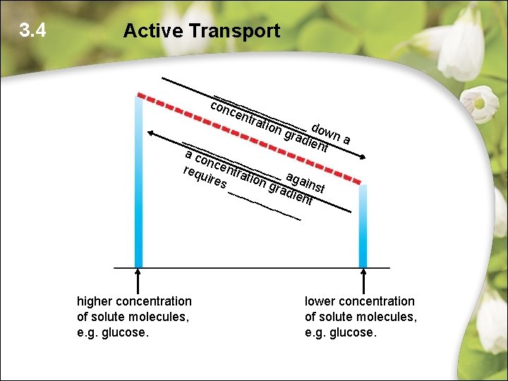 3. 4 Active Transport ___ _ con _____ cen trat _____ ion gra down 3. 4 Active Transport ___ _ con _____ cen trat _____ ion gra down