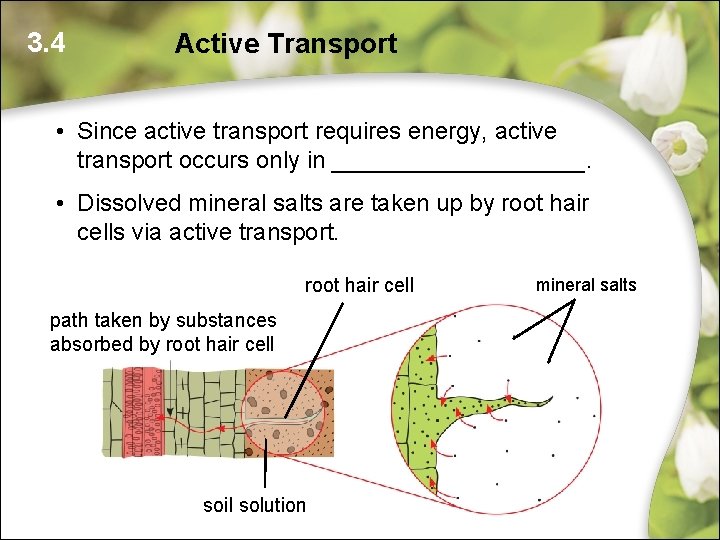 3. 4 Active Transport • Since active transport requires energy, active transport occurs only 3. 4 Active Transport • Since active transport requires energy, active transport occurs only