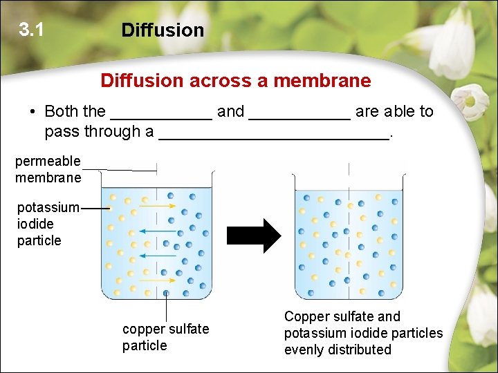 3. 1 Diffusion across a membrane • Both the ______ and ______ are able 3. 1 Diffusion across a membrane • Both the ______ and ______ are able