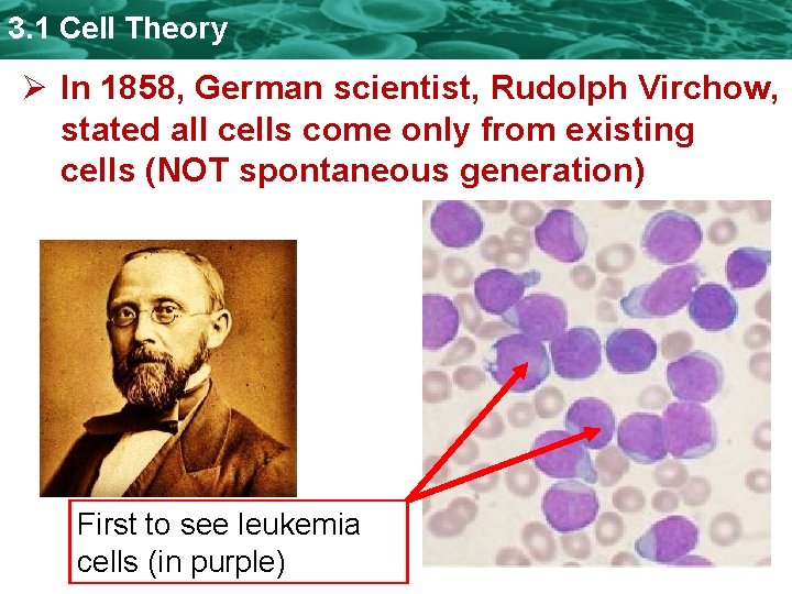 3. 1 Cell Theory Ø In 1858, German scientist, Rudolph Virchow, stated all cells 3. 1 Cell Theory Ø In 1858, German scientist, Rudolph Virchow, stated all cells