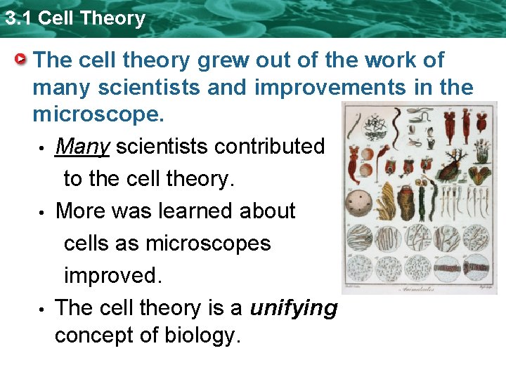 3. 1 Cell Theory The cell theory grew out of the work of many 3. 1 Cell Theory The cell theory grew out of the work of many