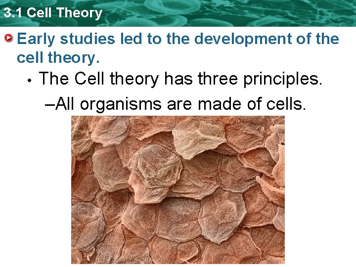 3. 1 Cell Theory Early studies led to the development of the cell theory. 3. 1 Cell Theory Early studies led to the development of the cell theory.