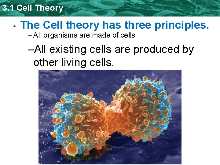 3. 1 Cell Theory • The Cell theory has three principles. – All organisms 3. 1 Cell Theory • The Cell theory has three principles. – All organisms