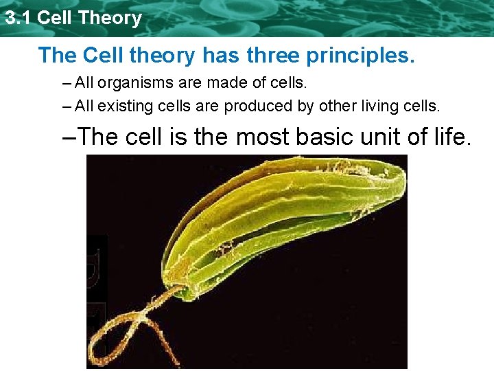 3. 1 Cell Theory The Cell theory has three principles. – All organisms are 3. 1 Cell Theory The Cell theory has three principles. – All organisms are