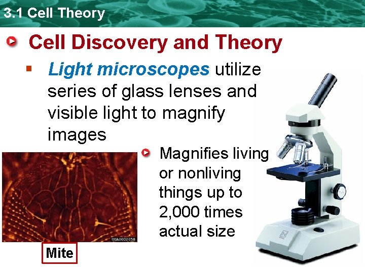 3. 1 Cell Theory Cell Discovery and Theory § Light microscopes utilize series of 3. 1 Cell Theory Cell Discovery and Theory § Light microscopes utilize series of