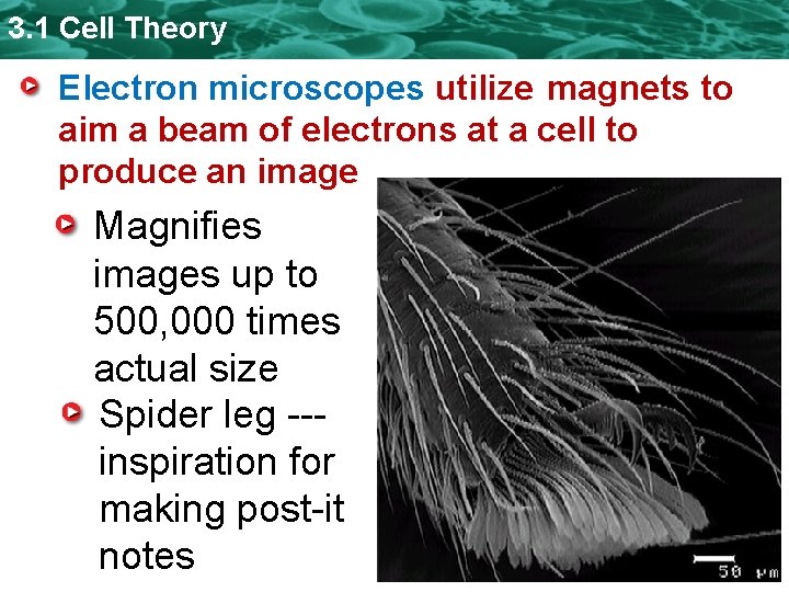 3. 1 Cell Theory Electron microscopes utilize magnets to aim a beam of electrons 3. 1 Cell Theory Electron microscopes utilize magnets to aim a beam of electrons