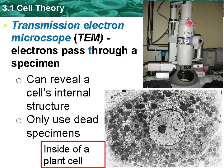 3. 1 Cell Theory § Transmission electron microcsope (TEM) electrons pass through a specimen 3. 1 Cell Theory § Transmission electron microcsope (TEM) electrons pass through a specimen