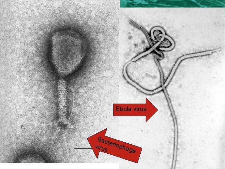 3. 1 Cell Theory TEM Micrographs of Viruses Ebola virus Bac te virus riopha 3. 1 Cell Theory TEM Micrographs of Viruses Ebola virus Bac te virus riopha