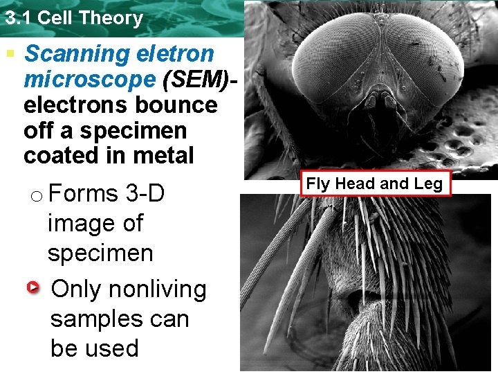3. 1 Cell Theory § Scanning eletron microscope (SEM)electrons bounce off a specimen coated 3. 1 Cell Theory § Scanning eletron microscope (SEM)electrons bounce off a specimen coated