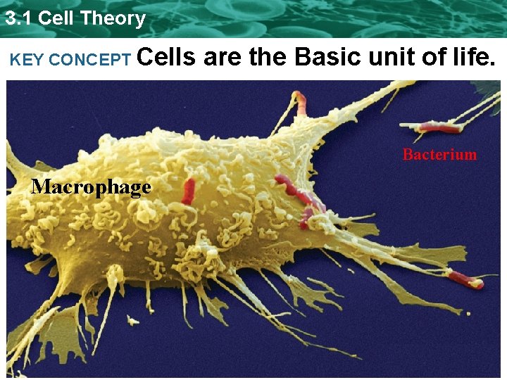 3. 1 Cell Theory KEY CONCEPT Cells are the Basic unit of life. Bacterium 3. 1 Cell Theory KEY CONCEPT Cells are the Basic unit of life. Bacterium