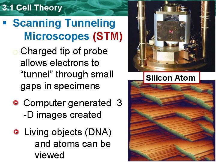 3. 1 Cell Theory § Scanning Tunneling Microscopes (STM) o Charged tip of probe 3. 1 Cell Theory § Scanning Tunneling Microscopes (STM) o Charged tip of probe