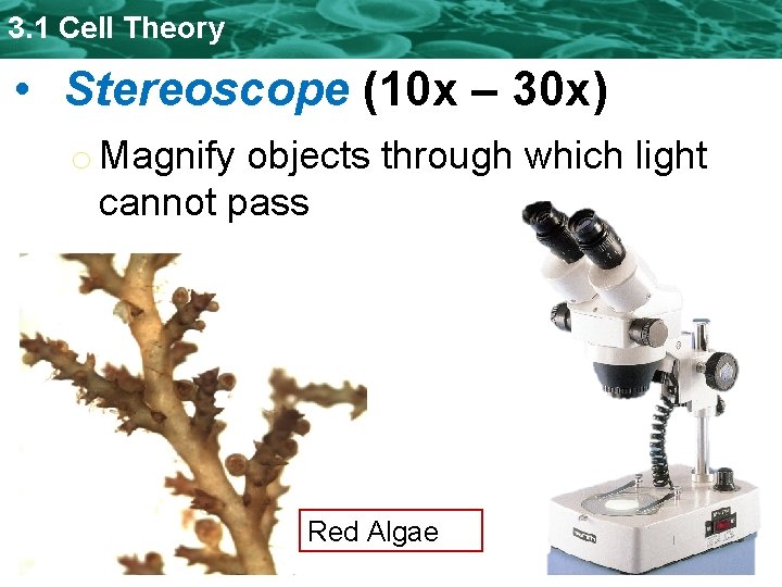 3. 1 Cell Theory • Stereoscope (10 x – 30 x) o Magnify objects 3. 1 Cell Theory • Stereoscope (10 x – 30 x) o Magnify objects