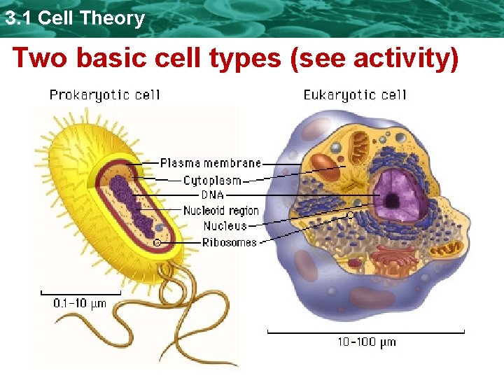 3. 1 Cell Theory Two basic cell types (see activity)  3. 1 Cell Theory Two basic cell types (see activity)