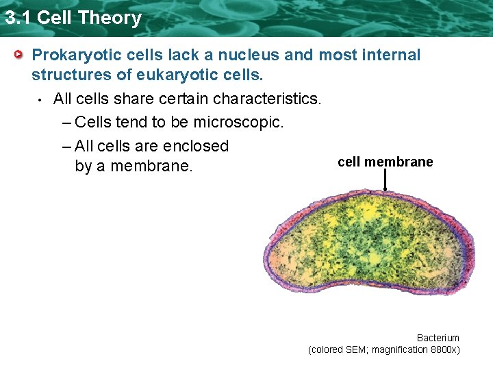3. 1 Cell Theory Prokaryotic cells lack a nucleus and most internal structures of 3. 1 Cell Theory Prokaryotic cells lack a nucleus and most internal structures of