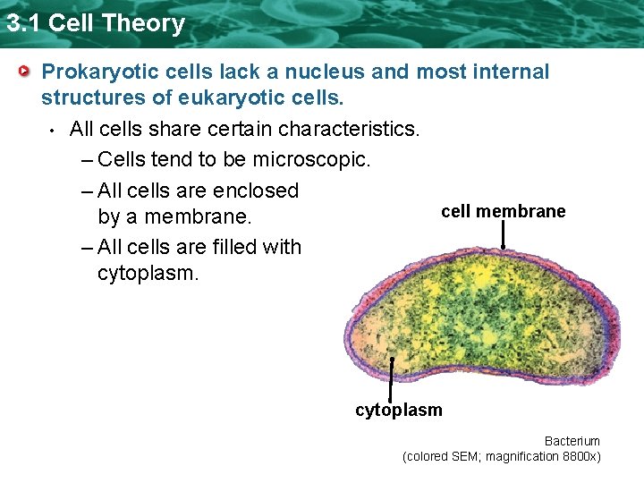 3. 1 Cell Theory Prokaryotic cells lack a nucleus and most internal structures of 3. 1 Cell Theory Prokaryotic cells lack a nucleus and most internal structures of