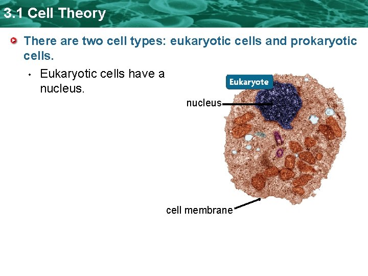 3. 1 Cell Theory There are two cell types: eukaryotic cells and prokaryotic cells. 3. 1 Cell Theory There are two cell types: eukaryotic cells and prokaryotic cells.