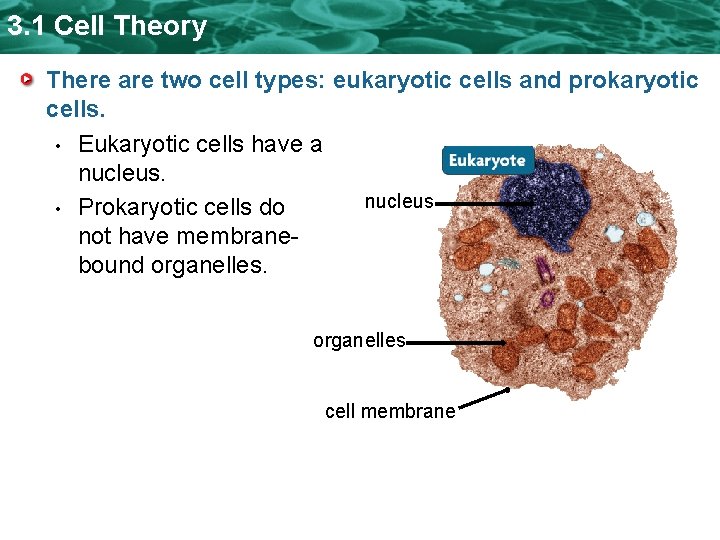 3. 1 Cell Theory There are two cell types: eukaryotic cells and prokaryotic cells. 3. 1 Cell Theory There are two cell types: eukaryotic cells and prokaryotic cells.
