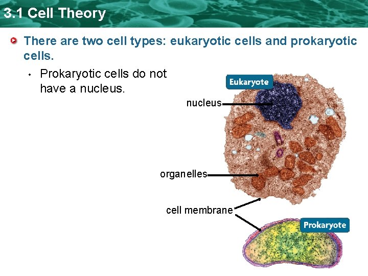 3. 1 Cell Theory There are two cell types: eukaryotic cells and prokaryotic cells. 3. 1 Cell Theory There are two cell types: eukaryotic cells and prokaryotic cells.