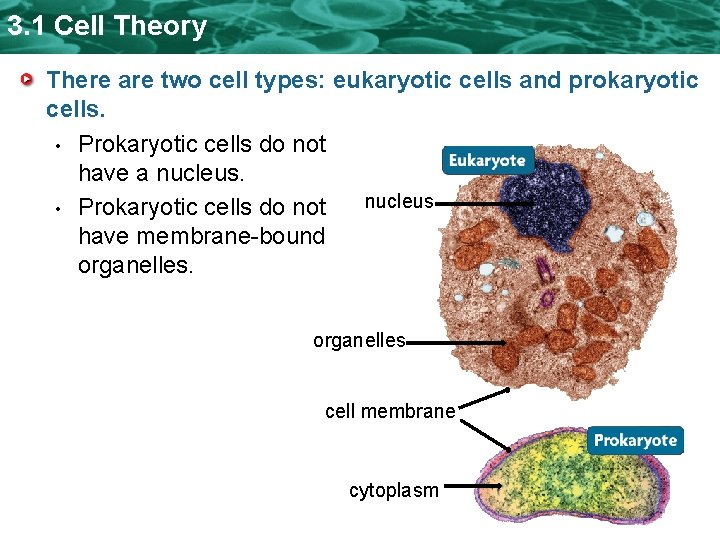 3. 1 Cell Theory There are two cell types: eukaryotic cells and prokaryotic cells. 3. 1 Cell Theory There are two cell types: eukaryotic cells and prokaryotic cells.
