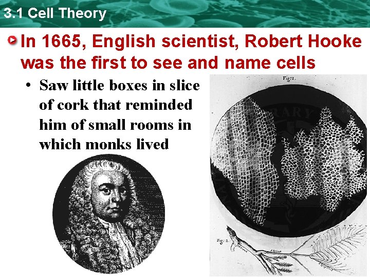3. 1 Cell Theory In 1665, English scientist, Robert Hooke was the first to 3. 1 Cell Theory In 1665, English scientist, Robert Hooke was the first to