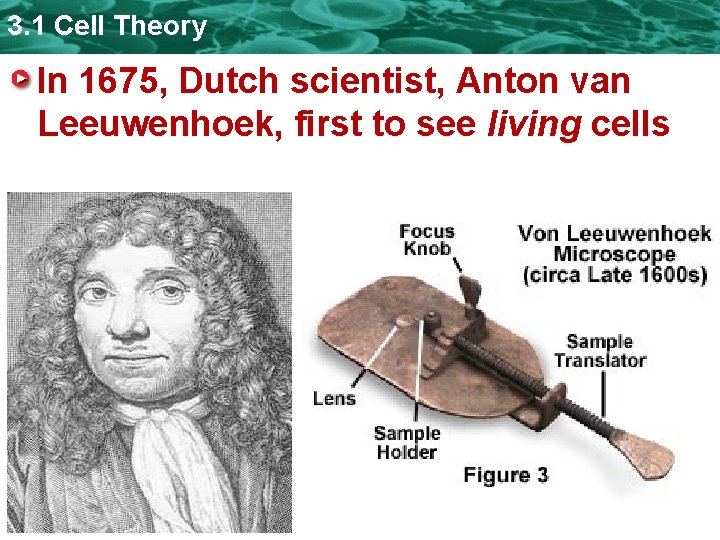 3. 1 Cell Theory In 1675, Dutch scientist, Anton van Leeuwenhoek, first to see 3. 1 Cell Theory In 1675, Dutch scientist, Anton van Leeuwenhoek, first to see
