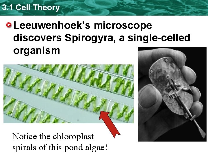 3. 1 Cell Theory Leeuwenhoek’s microscope discovers Spirogyra, a single-celled organism Notice the chloroplast 3. 1 Cell Theory Leeuwenhoek’s microscope discovers Spirogyra, a single-celled organism Notice the chloroplast