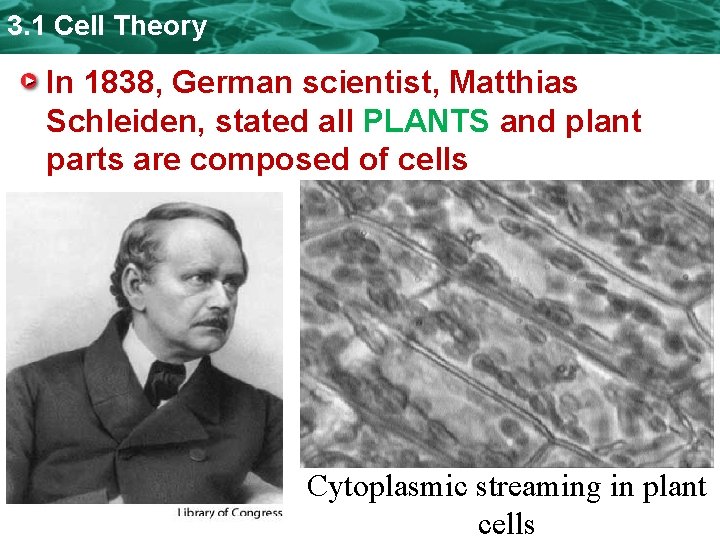3. 1 Cell Theory In 1838, German scientist, Matthias Schleiden, stated all PLANTS and 3. 1 Cell Theory In 1838, German scientist, Matthias Schleiden, stated all PLANTS and