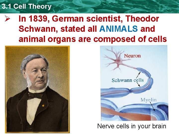 3. 1 Cell Theory Ø In 1839, German scientist, Theodor Schwann, stated all ANIMALS 3. 1 Cell Theory Ø In 1839, German scientist, Theodor Schwann, stated all ANIMALS