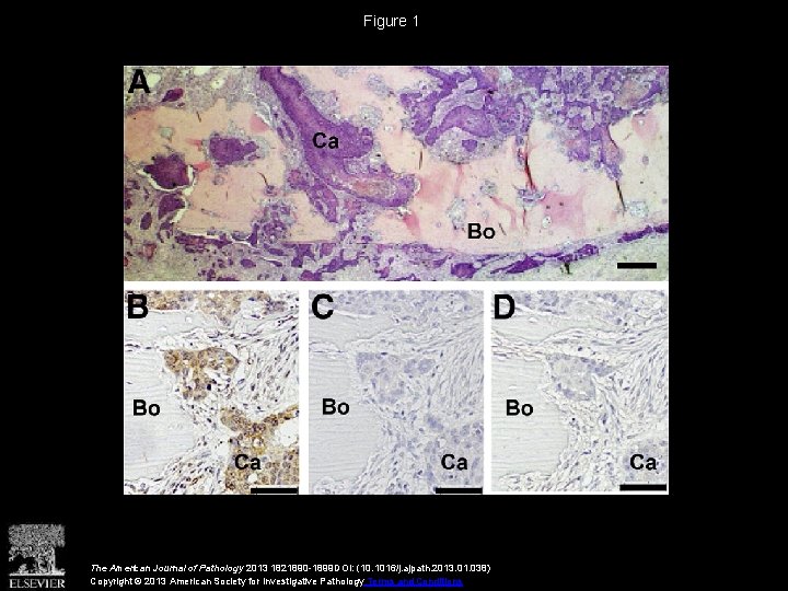 Figure 1 The American Journal of Pathology 2013 1821890 -1899 DOI: (10. 1016/j. ajpath.