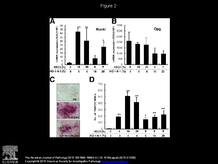 Figure 2 The American Journal of Pathology 2013 1821890 -1899 DOI: (10. 1016/j. ajpath.