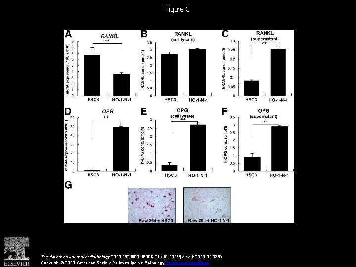 Figure 3 The American Journal of Pathology 2013 1821890 -1899 DOI: (10. 1016/j. ajpath.