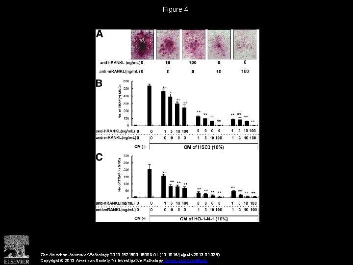 Figure 4 The American Journal of Pathology 2013 1821890 -1899 DOI: (10. 1016/j. ajpath.