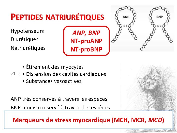 PEPTIDES NATRIURÉTIQUES Hypotenseurs Diurétiques Natriurétiques ANP, BNP NT-pro. ANP NT-pro. BNP • Étirement des