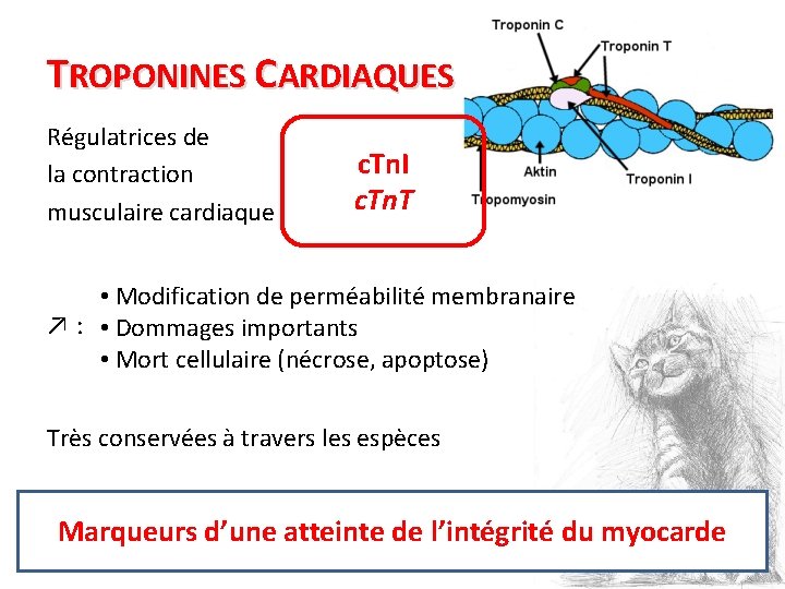 TROPONINES CARDIAQUES Régulatrices de la contraction musculaire cardiaque c. Tn. I c. Tn. T