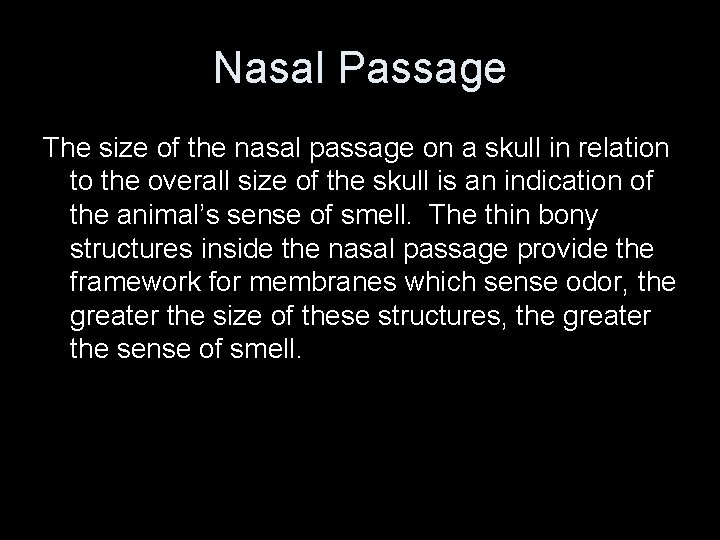 Nasal Passage The size of the nasal passage on a skull in relation to Nasal Passage The size of the nasal passage on a skull in relation to