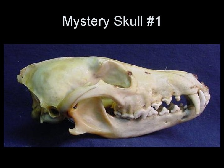 Mystery Skull #1 Mystery Skull #1