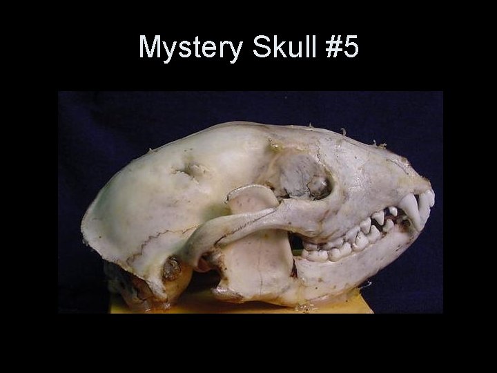 Mystery Skull #5 Mystery Skull #5
