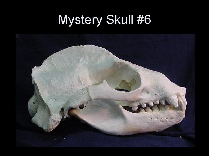 Mystery Skull #6 Mystery Skull #6