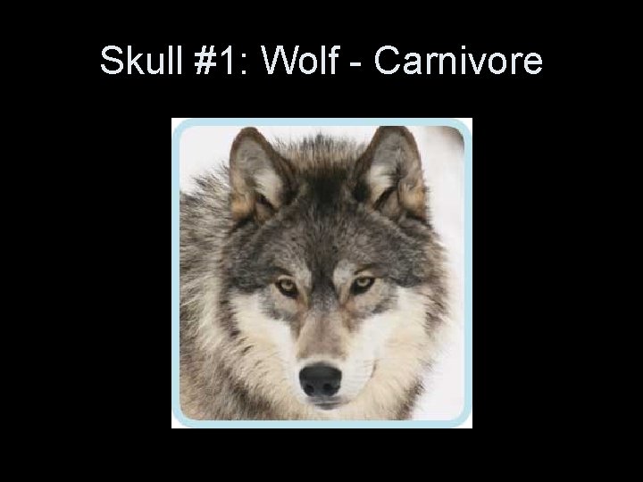 Skull #1: Wolf - Carnivore Skull #1: Wolf - Carnivore