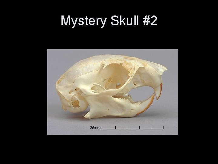 Mystery Skull #2 Mystery Skull #2