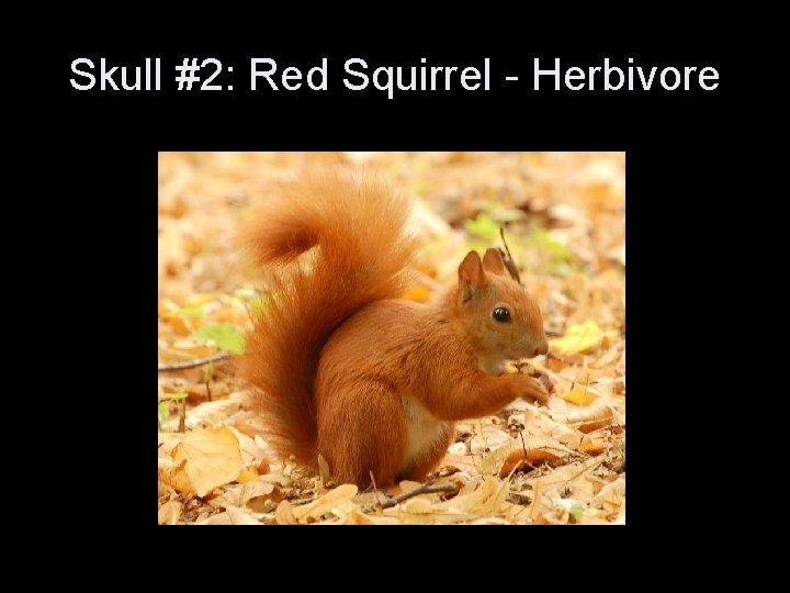 Skull #2: Red Squirrel - Herbivore Skull #2: Red Squirrel - Herbivore