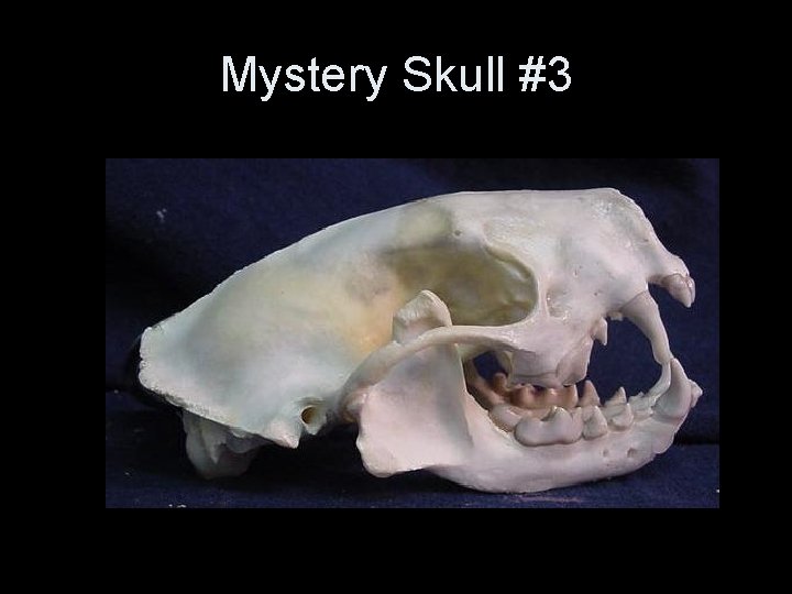 Mystery Skull #3 Mystery Skull #3