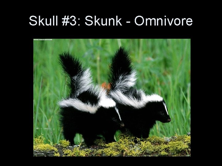 Skull #3: Skunk - Omnivore Skull #3: Skunk - Omnivore