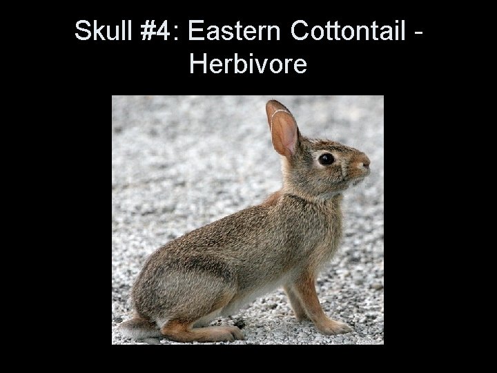 Skull #4: Eastern Cottontail Herbivore Skull #4: Eastern Cottontail Herbivore
