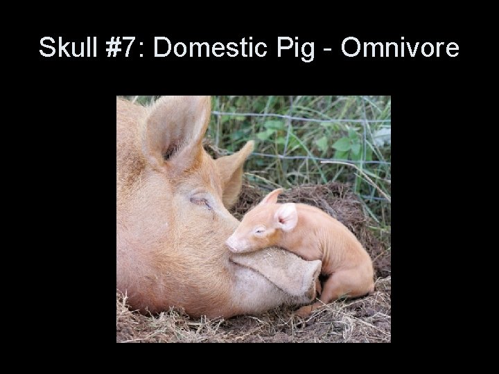 Skull #7: Domestic Pig - Omnivore Skull #7: Domestic Pig - Omnivore