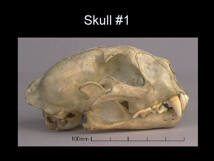 Skull #1 Skull #1