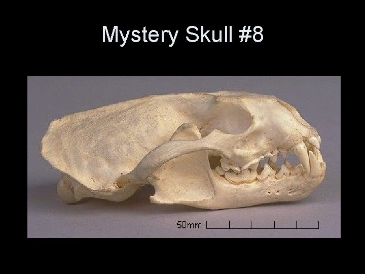 Mystery Skull #8 Mystery Skull #8