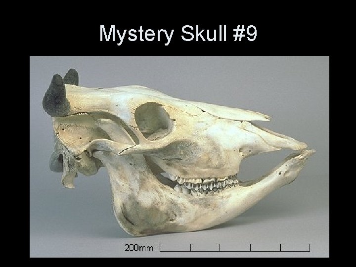 Mystery Skull #9 Mystery Skull #9
